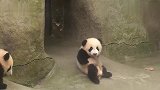 熊猫：总有刁民想害朕！这坡谁修的快给我站出来！