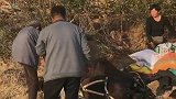 解救小毛驴，东北人都是活雷锋，网友：这样的做法把我都给感动了