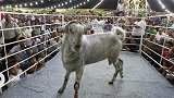 世界上最丑陋的山羊，当地山羊想跟它生羊宝宝，身价高达46万！