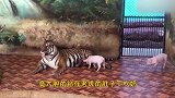 初生猪犊不怕虎，小猪仔偷喝虎妈妈的奶，饲养员含泪讲出实情