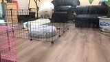 小奶猫：原来你是这样子越狱的呀，我还以为是我忘了关栏呢