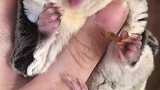 胖吃胖吃吃完了舔舔手