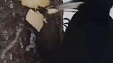 啄木鸟啄树干，把树干啄出一个口子