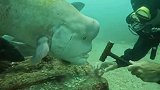 这家伙竟然污蔑潜水员