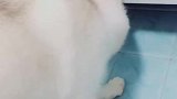 二哈对着柜子底下一阵掏，结果让女主都呆住了你跟我找宝藏去吧！