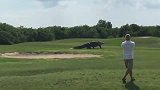 鳄鱼在高尔夫球场散步 人人纷纷称赞好神气