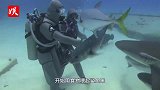 作死女子海边喂鲨鱼，下一秒突然被鲨鱼咬住拖进水里！意外发生了