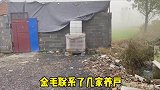 双血统金毛帮粉丝找一只月份大点的金毛，尴尬期