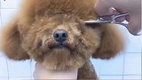 给泰迪修毛发，直接邋遢变漂亮