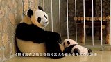 熊猫宝宝把头给卡住了，小伙伴伸出援手，镜头拍下搞笑瞬间！