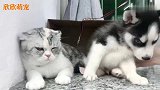 看来哈士奇平时没少被猫咪欺负，反应真是太逗了