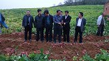 土豆退出蔬菜界，同一阵营的红薯为何不能主粮化？专家给出了答案