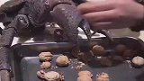 想吃核桃没有工具，请螃蟹来帮忙，这也太熟练了！