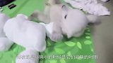 小北极熊失去了妈妈，没有安全感，和玩偶成了好伙伴