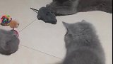 猫：咋回事啊，这老鼠都不动！