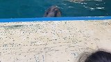 抖到蓬莱八仙过海 海豚宝宝生气了 怎么办