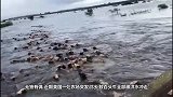 美国一农场被洪水淹没，上百头牛被围困，营救者竟是狗狗！