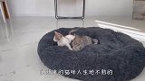 金毛狗窝被小奶猫霸占，狗子气到说不出话，场面笑爆了