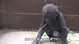 小猩猩到爸爸跟前卖萌，猩猩爸爸看到后，反应笑翻了