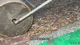 福建泉州黑暗“海鲜果冻”｜用鲜活海虫制作