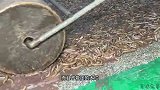 福建泉州黑暗“海鲜果冻”｜用鲜活海虫制作