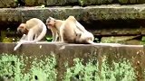 小猴子又开始打斗了，只是这打斗的画面太辣眼睛