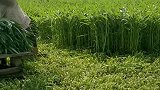 广东空心菜收割现场，听说几天割一次，咋长这么快呢