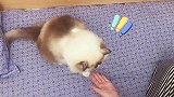 主人开枪谋杀亲喵啦，猫咪戏精上身装死不停，实力宠主人