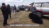 美国比特犬不服中国藏獒，大战一触即发，镜头记录激烈过程！