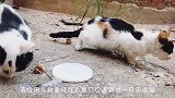 网友喂过一次流浪猫，此后每到饭点，它就带猫崽准时出现在家门口