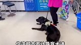 海南三亚一导盲犬进超市被拒 超市：导盲犬也是宠物
