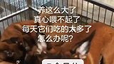 马犬这么多太能吃了喂不起了怎么办啊