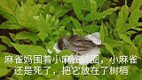 不幸和幸运的小麻雀，这是麻雀妈妈带孩子试飞吗？狗狗想抓小麻雀