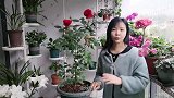 喜欢“红玫瑰”就选这款，单朵花期一个月，花型不散，有香味!