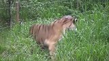 面对500斤野猪王，东北虎有胜算吗？网友：这货还会兵法