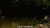 荒野求生：野外生存尽量少量多餐，这么小的鱼，多吃几只也一样！