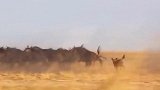 角马遭野狗围攻，简直太不把大哥放在眼里了