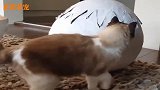 猫咪身边惊现会动的巨蛋，打开后里面出现了萌物