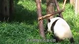 家有家教，不爱洗澡的熊猫宝宝被妈妈直接丢进水池！