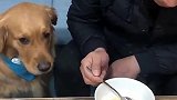 主人不给金毛吃罐头，看金毛如何报复，主人：以后这狗不能养了