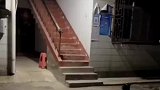 狗子间的友谊就是这么简单