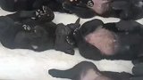 九只小黑狗排排躺，一动不动任由小主人安排