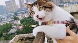 猫咪：好高啊！怕怕的！快带我回家！边叫着还不忘看看风景…真逗
