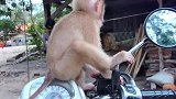 小猴对摩托好奇，警惕的操控摩托！