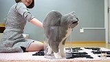 别被骗了！不是所有猫都是液体，不信你看！