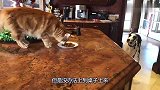 斑点狗看到猫咪吃食物，自己却没有，围着桌子不停地转悠着！