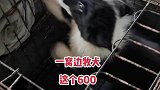 一窝边牧犬，这个600