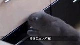 猫咪看主人在挤牛奶，便给它喂了一点，下一秒憋住别笑