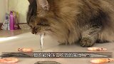 猫咪看主人在挤牛奶，便给它喂了一点，下一秒憋住别笑
