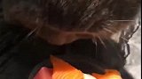 猫：多吃水果对身体好！